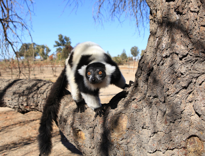 Bacari – Black and White Ruffed Lemur