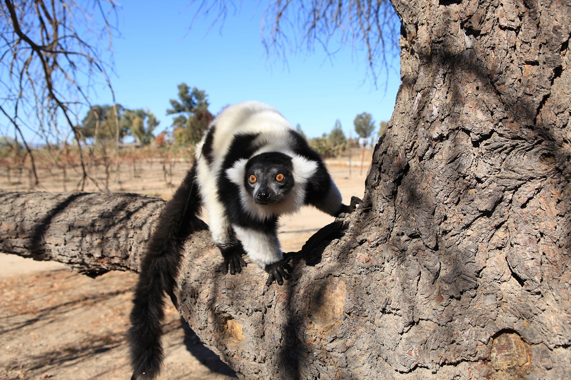 Bacari-a-black-and-white-ruffed-Lemur-2000