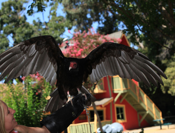 Barfolomew – Turkey Vulture