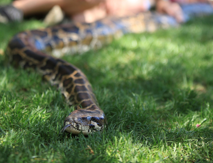 Julius Squeezer – Burmese python