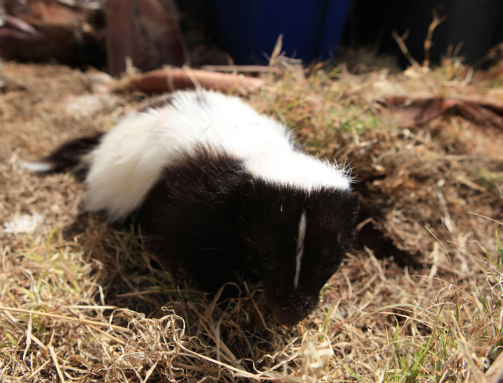 Flower – Striped Skunk