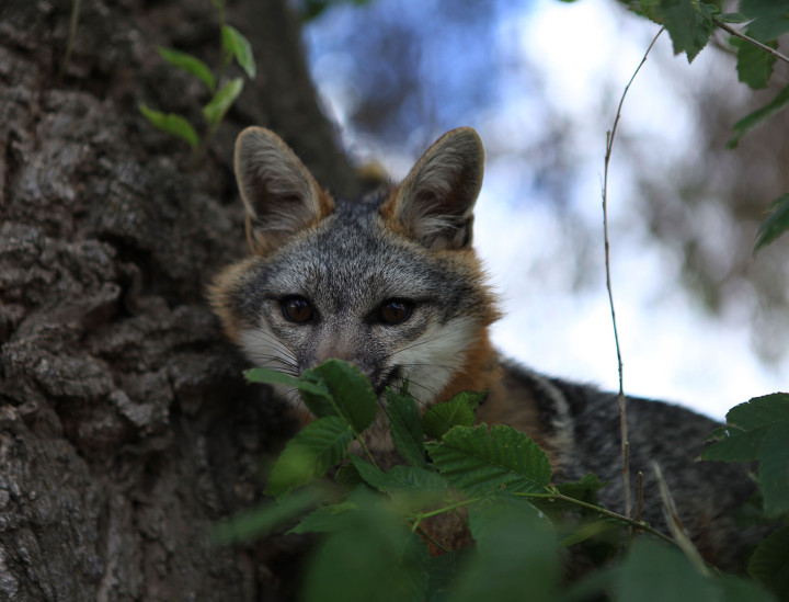 Forest – Grey Fox