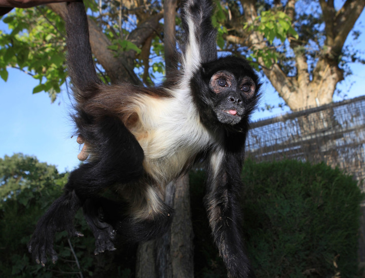 Maya – Spider Monkey