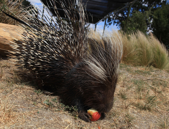 Morocco – African Crested Porcupine