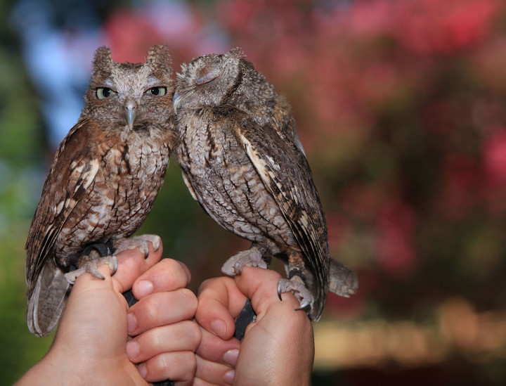 Atlas and Axis – Screech Owls
