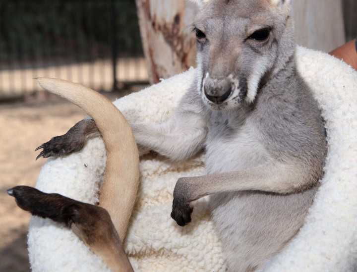 Sydney – Red Kangaroo Joey