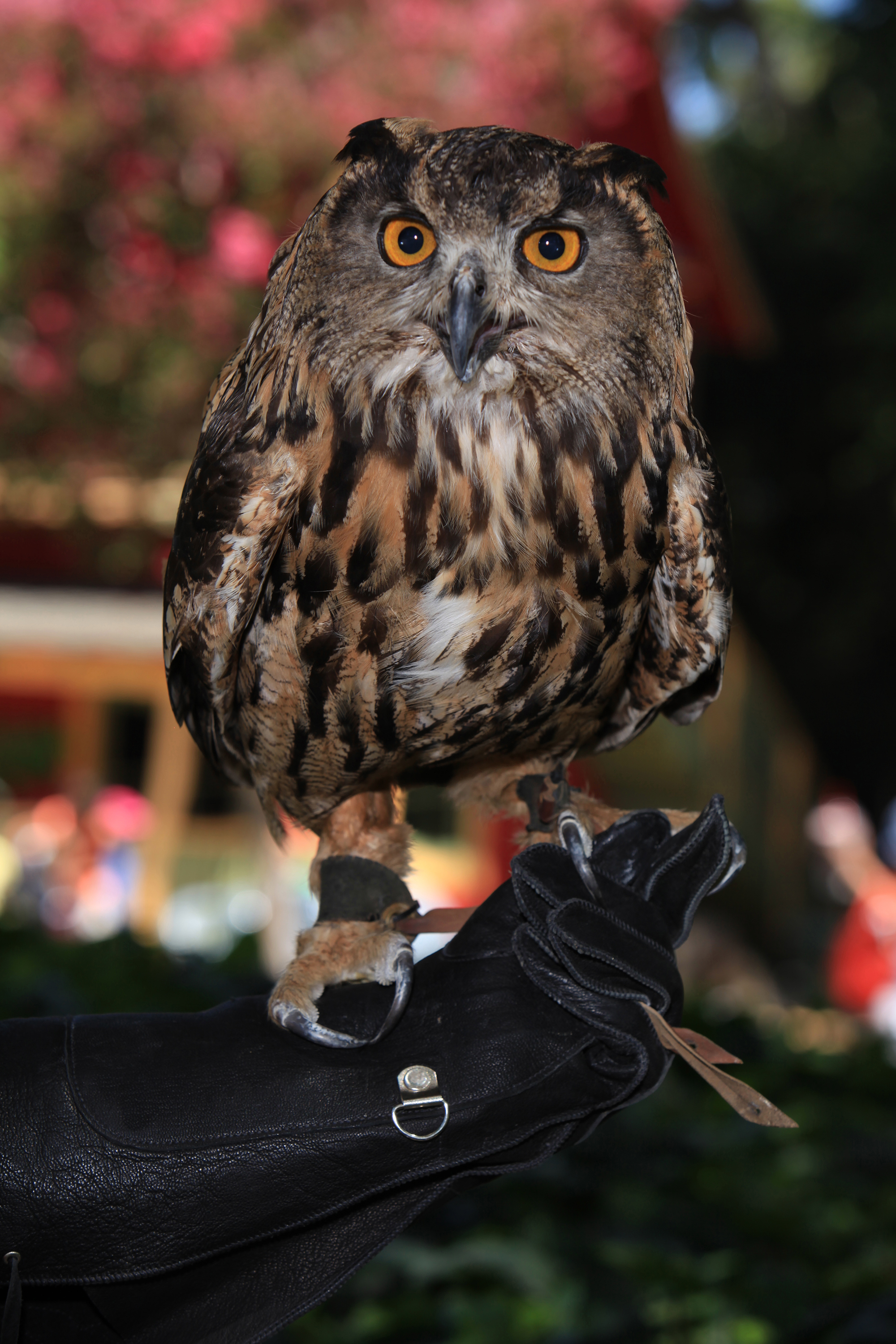 Zsophia-the-Eurasian-eagle-owl