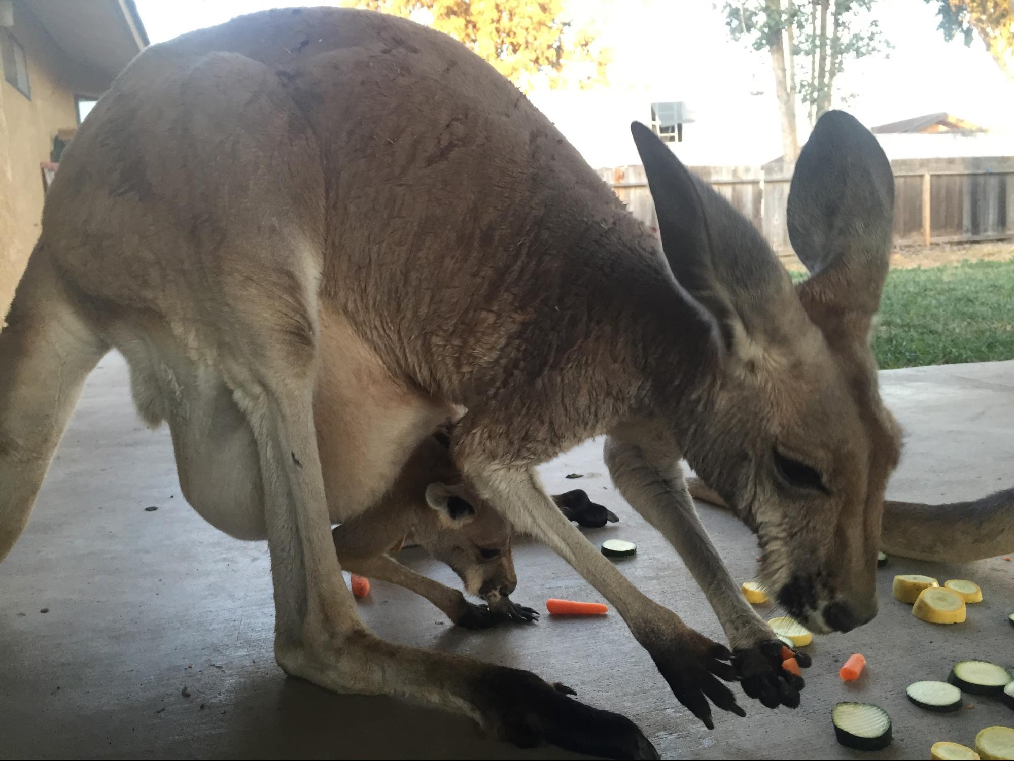 Red Kangaroo Joey