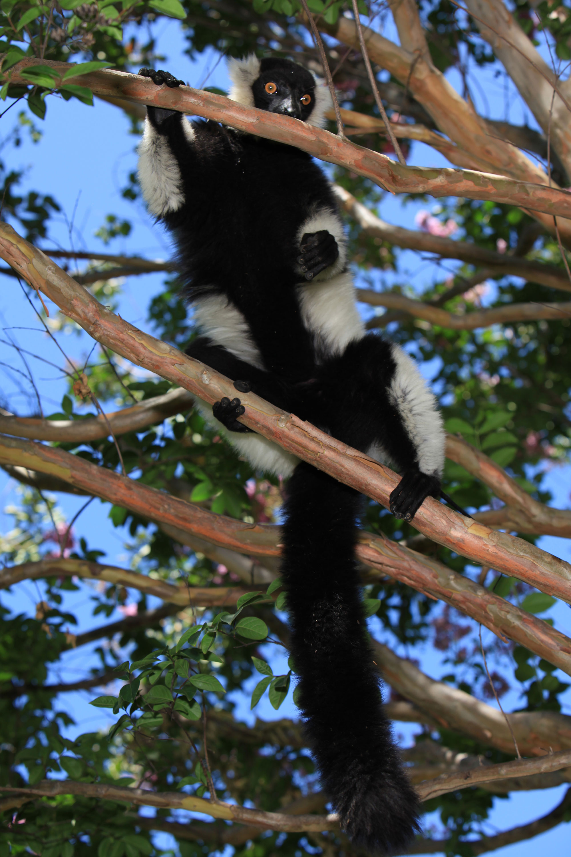 peeves-a-Black-and-white-ruffed-Lemur-2000