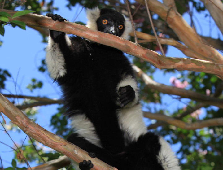 Peeves – Black and White Ruffed Lemur