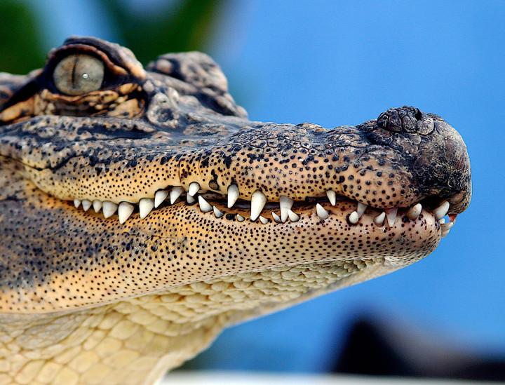 Spike – American Alligator