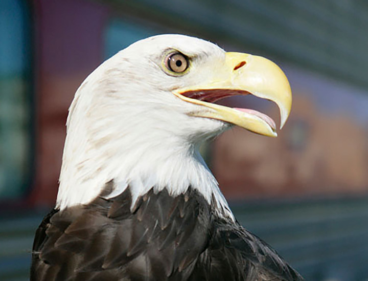 Thunder – Bald Eagle