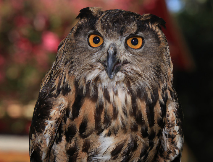 Zsophia – Eurasian Eagle Owl
