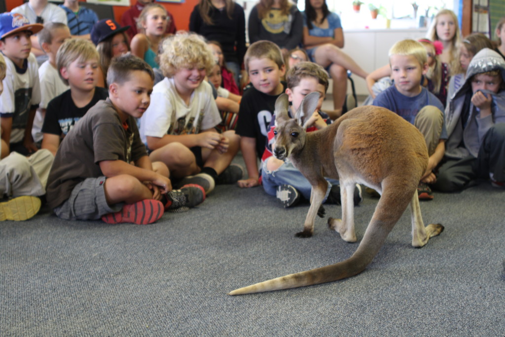 Casidy a red Kangaroo