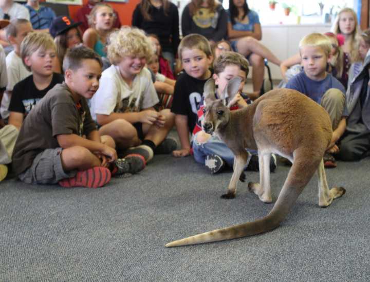 Hopalong Cassidy – Red Kangaroo