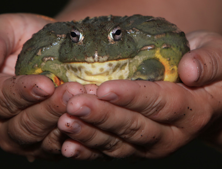 Dewey Hopper –  African Bull Frog