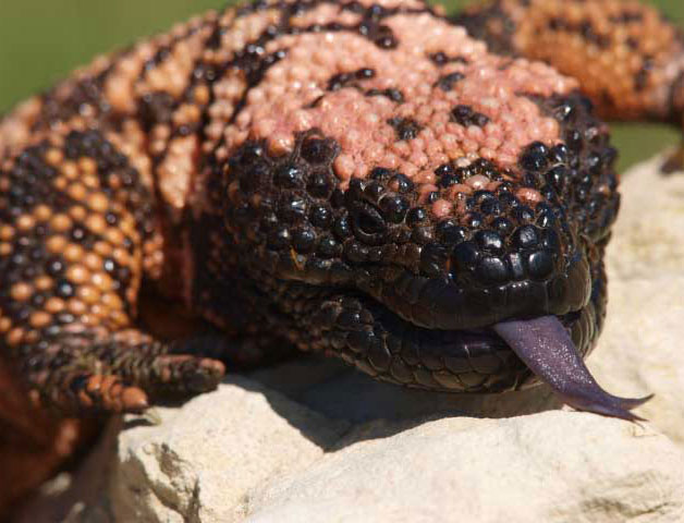 Gila Monster