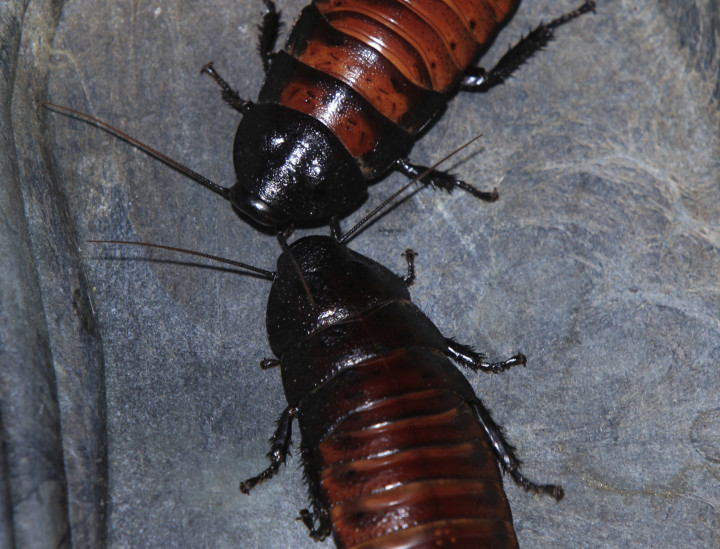 Madagascar Hissing Cockroaches