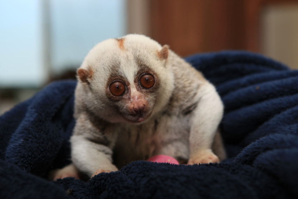 Mr.Lee a slow Loris