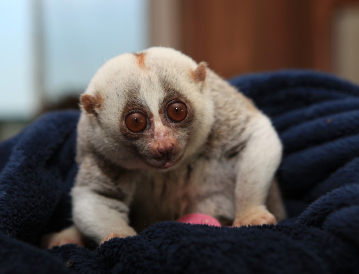 Mr. Lee – Slow Loris