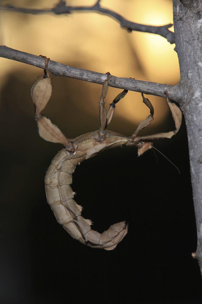 Shelia the australian walking stick or leaf insect