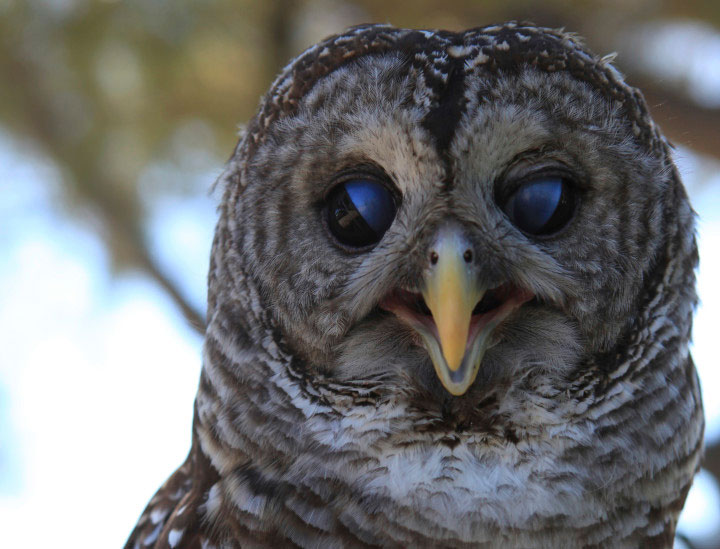 Wizard  – Barred owl