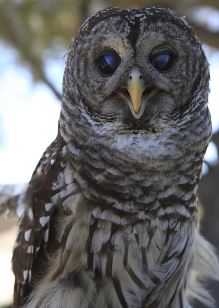 Wizard a Barred Owl copy