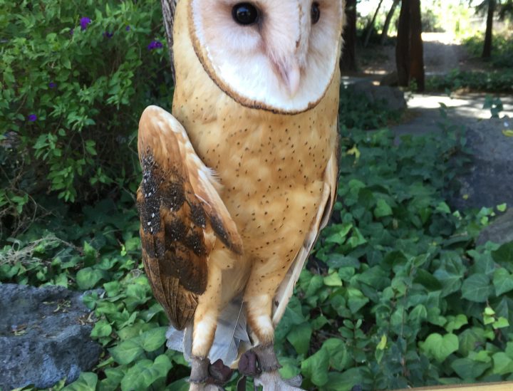 CJ – Barn Owl