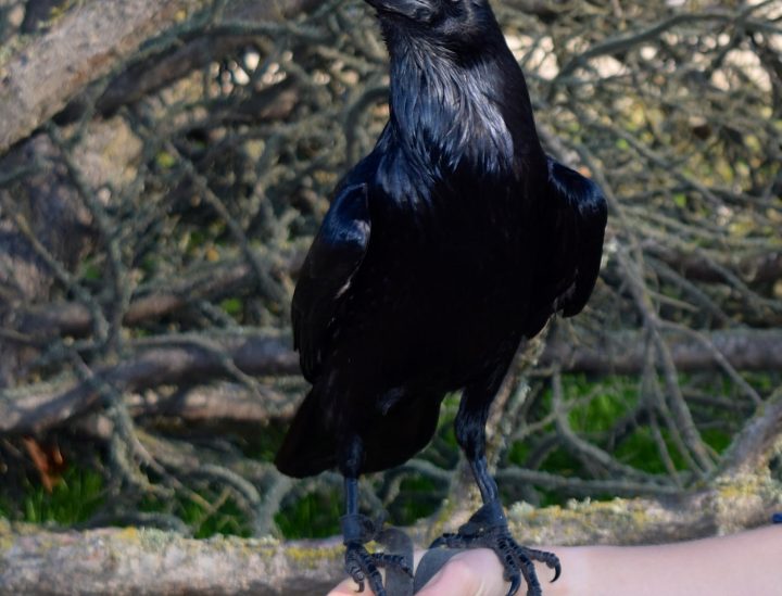Beelz – Raven