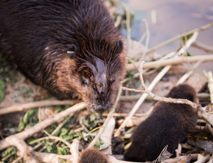 Bertha, an American beaver and her kits