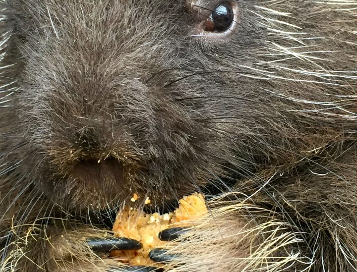 Priscilla, a North American porcupine