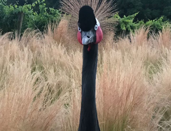 Tallulah, an african crowned crane