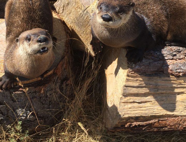 Tucker and Ollie – North American river otters