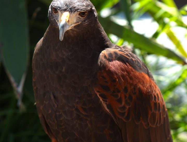 Chantico, a harris hawk