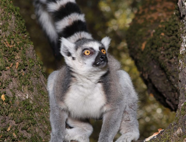 Ringo a ring tailed lemur
