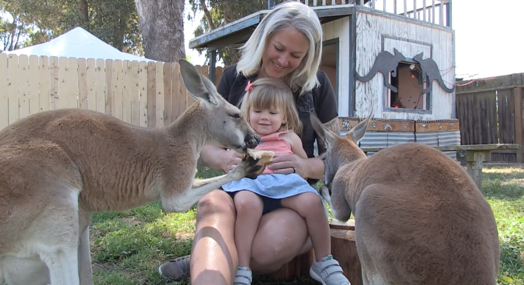 Kangaroo Encounter