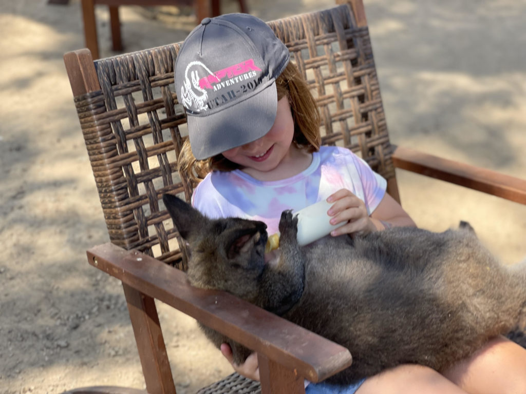 Little Girl Feeding Baby Wallaby