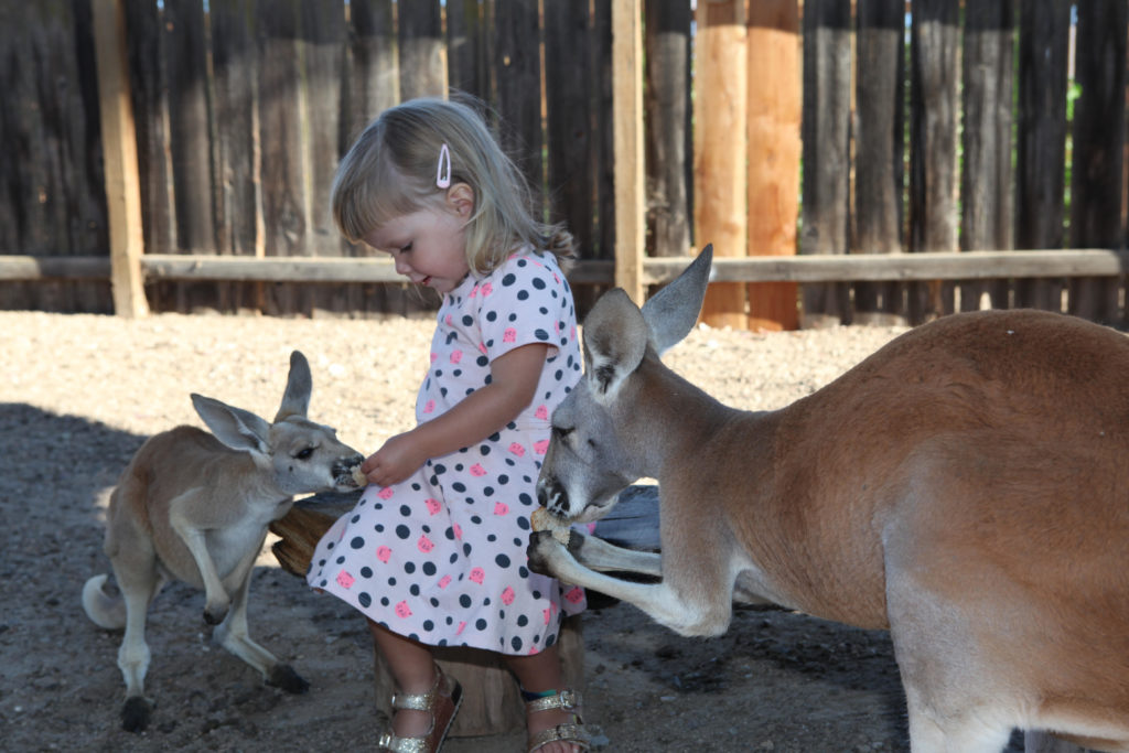 Little Girl with Kangaroos