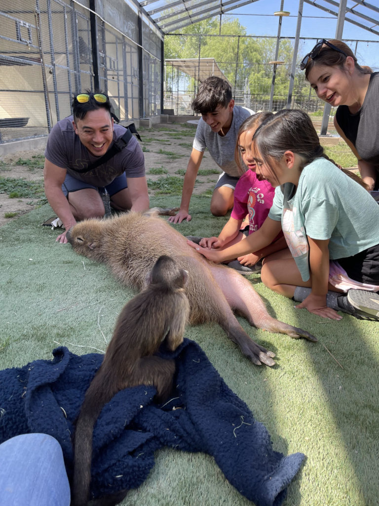 Wesley the Capybara, Route the Capuchin, and friends