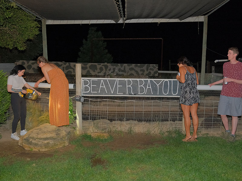 Safari - Beaver Bayou