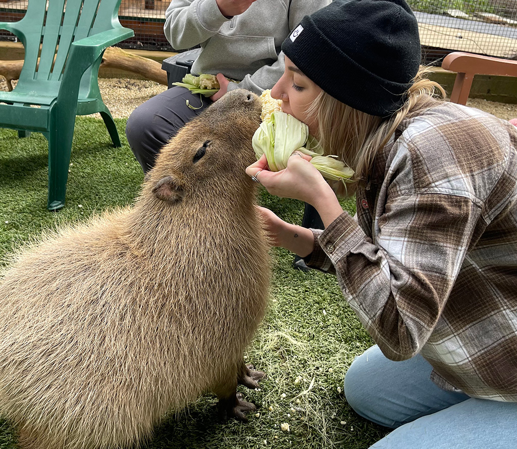 Wesley the Capybara Eating Corn with Laney