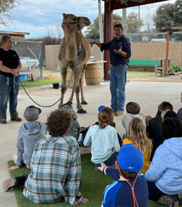 Educational Wildlife Encounter - Camel