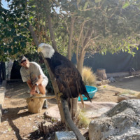Eagle Encounter
