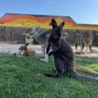 Wallaby and Kangaroos