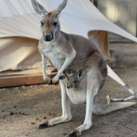 Kangaroo mama and joey