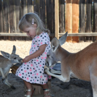 Little Girl with Kangaroos