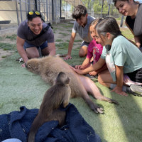 Wesley the Capybara, Route the Capuchin, and friends