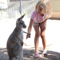 Kangaroo and Little Girl Holding Hands