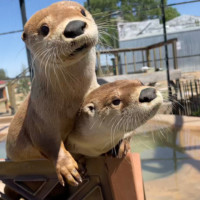 Tucker and Ollie Otters