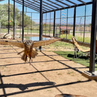 Owl free flight
